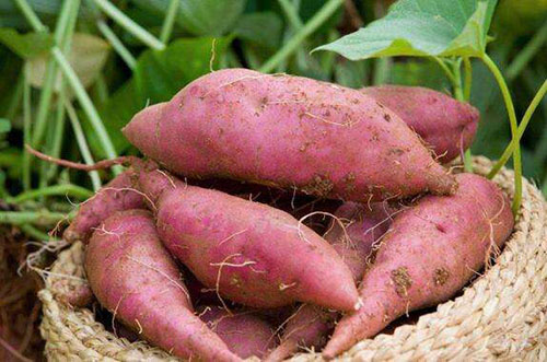 生活中常吃的紅薯和紫薯，有什么優(yōu)缺點？