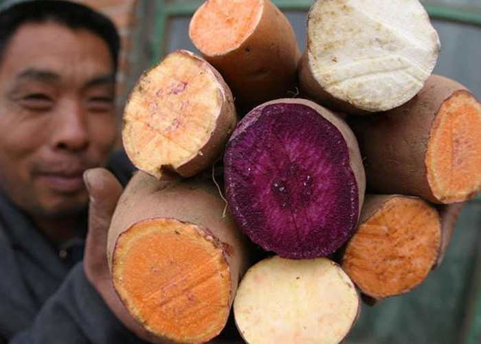 紅薯渾身都是寶！麗星薯類深加工設備助產(chǎn)業(yè)升級