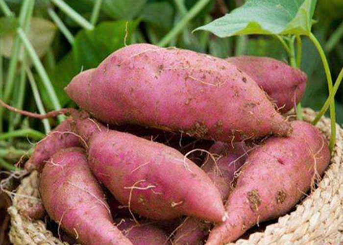 麗星設(shè)備廠家總結(jié)：霜降后紅薯采收，盯緊這 3 個(gè)信號