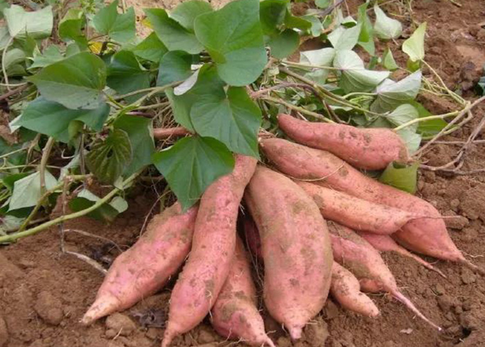 為啥存過的紅薯更甜？麗星帶你看懂淀粉的變化